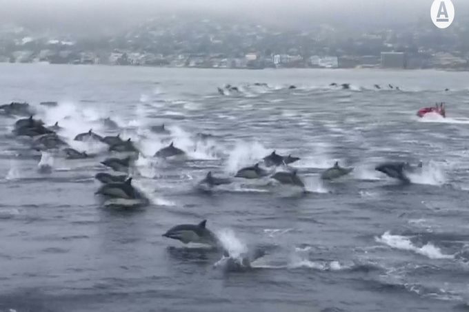 Delfíni v Jižní Kalifornii