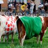 Krávy při čtrnácté etapě Tour