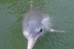 V Americe objevili růžového delfína