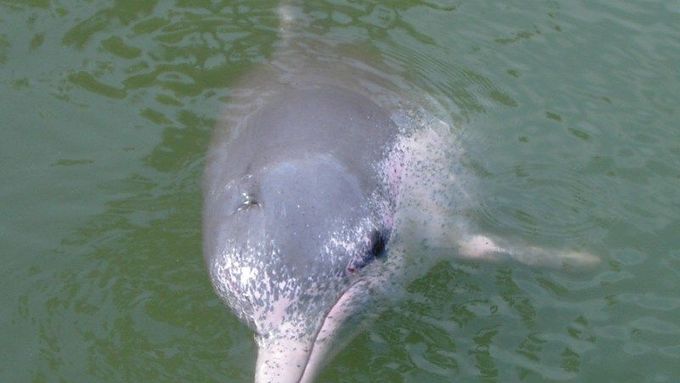Narůžovělí delfíni se vyskytují v jižní Americe - ilustrační foto