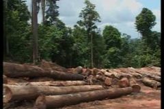 Každou minutu mizí 20 hektarů deštných lesů