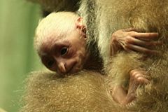 V liberecké zoo se narodil gibon, pohlaví je záhadou