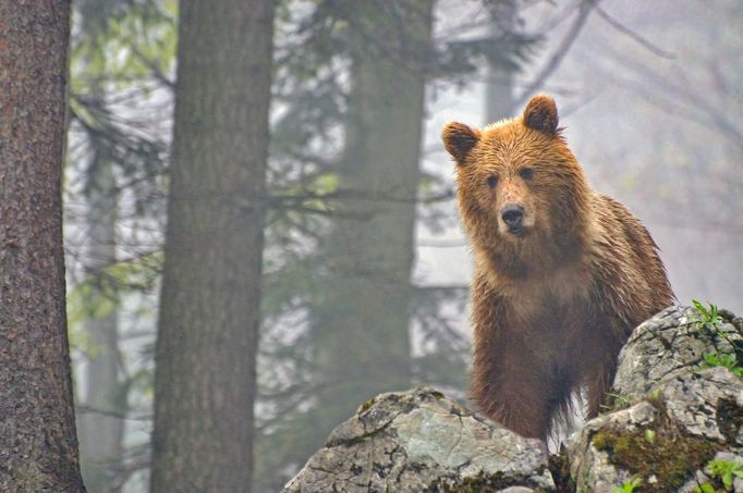 Fotografie medvědů od slovenského Zásahového týmu pro medvěda hnědého.