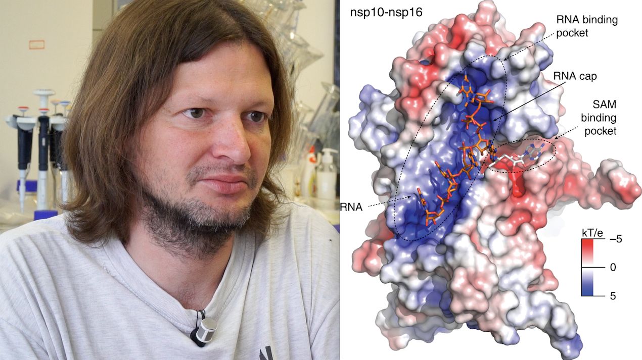 Objev českých vědců: Koronavirus se chytře maskuje, staví si čepičku jako lidská RNA - DVTV na Aktuálně.cz