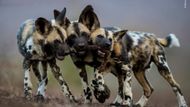 Bence Maté (Maďarsko): Jedna hračka, tři psi. Jeden z pěti divácky nejúspěšnějších snímků na výstavě Wildlife Photographer of the Year. Canon EOS 1DX Mk II, objektiv 200-400 mm, čas 1/1800 s, clona f/4, ISO 4000.