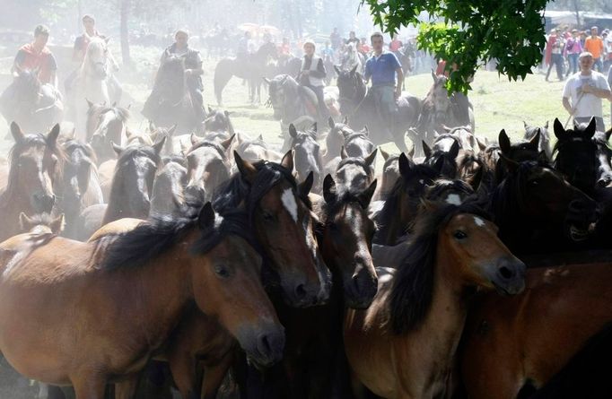 Momentka ze severozápadního Španělska. Se začátkem léta tu probíhá "Rapa Das Bestas" - nahánění stád divokých koní.