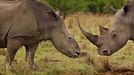 n this photo provided on Friday Feb. 10, 2012 by World Press Photo, the 1st prize Nature Stories category of the 2012 World Press Photo contest by Brent Stirton, South Africa, Reportage by Getty Images for National Geographic magazine shows "Rhino Wars", Tugela Private Game Reserve, Colenso, Natal, South Africa, Nov. 9 2010. A female rhino, left, in Natal, South Africa, that four months earlier survived a brutal dehorning by poachers who used a chainsaw to remove her horns and a large section of bone in this area of her skull.