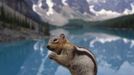 Ground squirrel Image: 0093370396, License: Rights managed, Restrictions: Not available for license to or for use in Norway. For multi-territory license please contact your Corbis Account Representative. Not available for license to or for use in Sweden. For multi-territory license please contact your Corbis Account Representative. Not available for license to or for use in Denmark. For multi-territory license please contact your Corbis Account Representative. Not available for license to or for use in Iceland. For multi-territory license please contact your Corbis Account Representative., Property Release: No or not aplicable, Model Release: No or not aplicable, Credit line: Profimedia.cz, Corbis