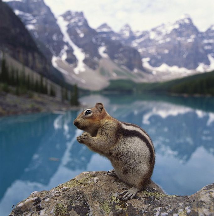 Ground squirrel Image: 0093370396, License: Rights managed, Restrictions: Not available for license to or for use in Norway. For multi-territory license please contact your Corbis Account Representative. Not available for license to or for use in Sweden. For multi-territory license please contact your Corbis Account Representative. Not available for license to or for use in Denmark. For multi-territory license please contact your Corbis Account Representative. Not available for license to or for use in Iceland. For multi-territory license please contact your Corbis Account Representative., Property Release: No or not aplicable, Model Release: No or not aplicable, Credit line: Profimedia.cz, Corbis