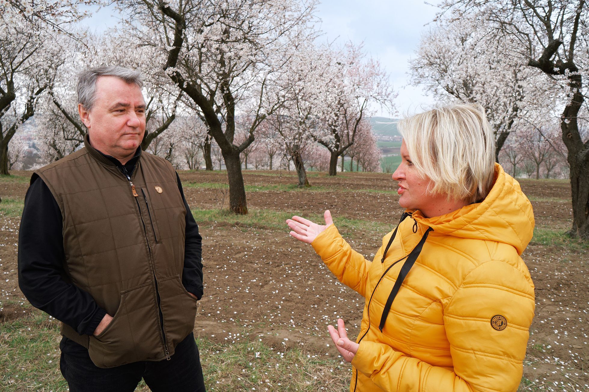 Mandloňové sady v Hustopečích v plném květu, březen 2024