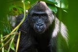 V jejich hledáčku jsou také gorily či šimpanzi. Ti jsou v oblasti chránění a celkem se to i dodržuje.