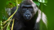 V jejich hledáčku jsou také gorily či šimpanzi. Ti jsou v oblasti chránění a celkem se to i dodržuje.