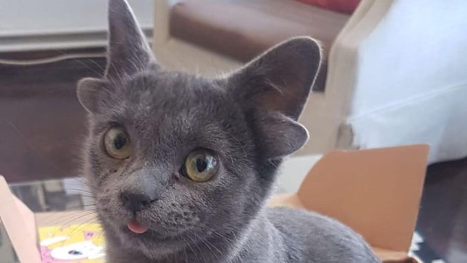 Kotě se čtyřma ušima je novým miláčkem Instagramu