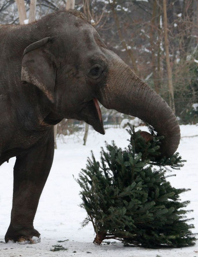 Pozůstatky Vánoc. Slon si hraje s odzdobeným stromkem v berlínské zoo.