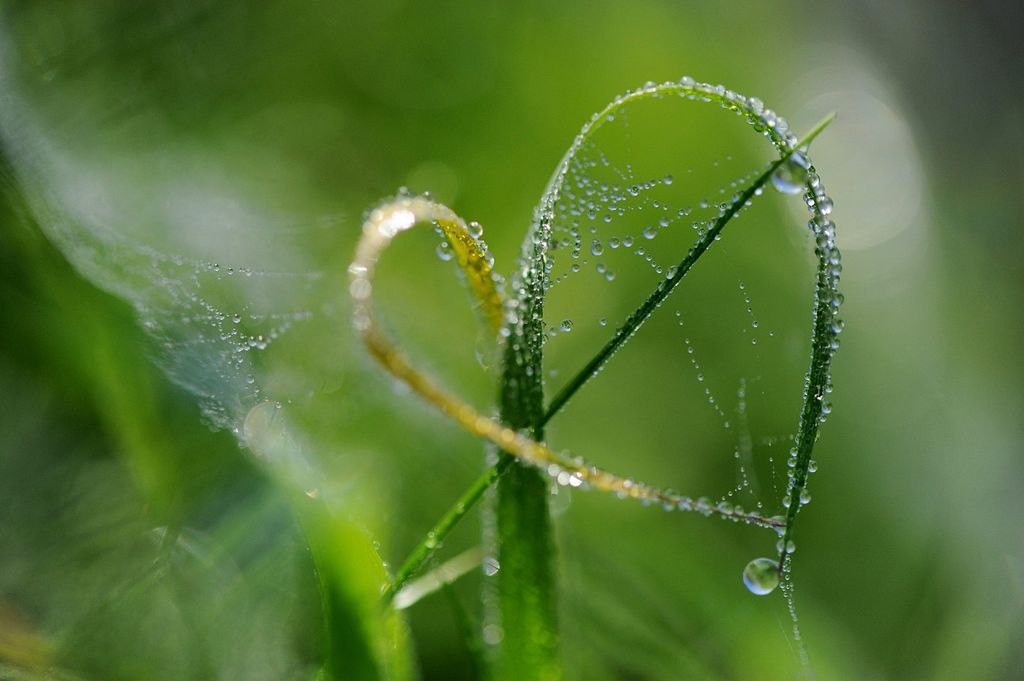 Obrazem: Fascinující podoby symbolu srdce v přírodě