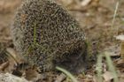 Vyléčení ježci dostali na cestu do přírody vysílačky