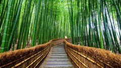 Bambusový les Arashiyama u Kjóta