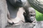V pražské zoo se gorilám narodí na jaře třetí mládě