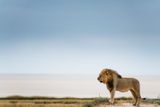 Snímky ze souboru The African Survivors Chrise Schmida, který se zaměřuje na fotografování a filmování ohrožených druhů zvířat v Africe.
