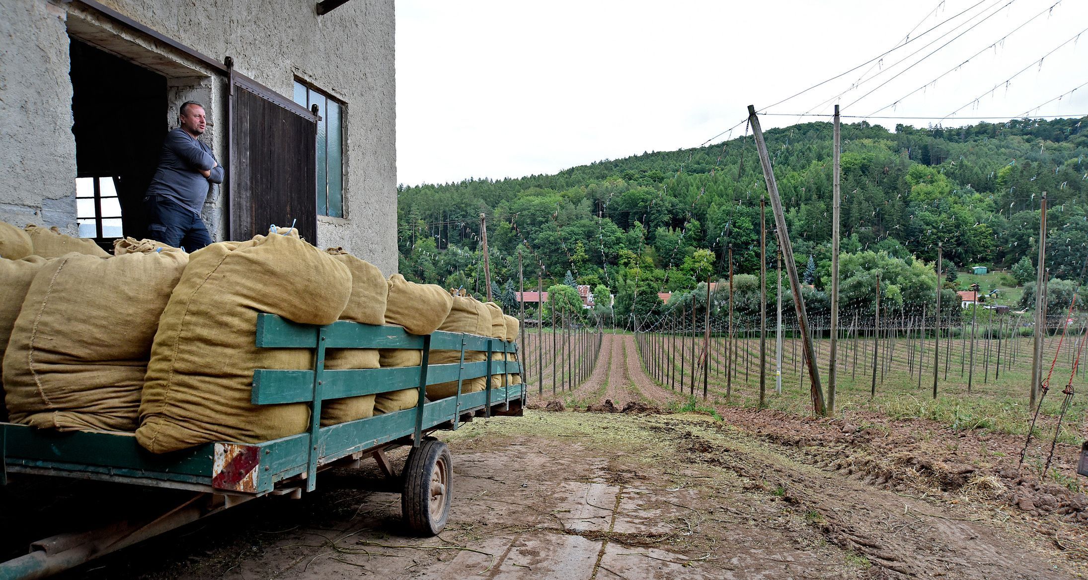 Chmelnice Kozojedy, chmel, Eminger, Kozojedy, sklizeň