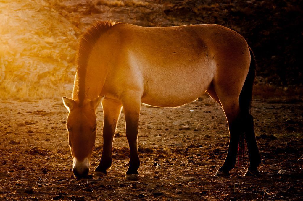 Koně Převalského v Mongolsku