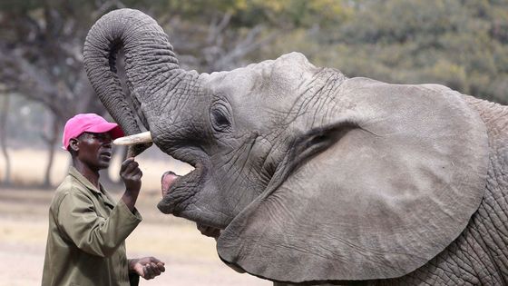 Druhá šance pro osiřelá slůňata: Jak v srdci Zimbabwe bojují za život slonů