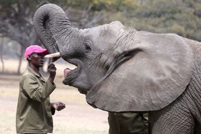 Druhá šance pro osiřelá slůňata: Jak v srdci Zimbabwe bojují za život slonů