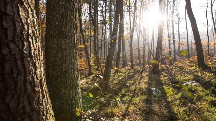 Tepleji už nebude. Tento týden naměříme v průměru 20 stupňů, poté se ochladí; Zdroj foto: Jakub Plíhal