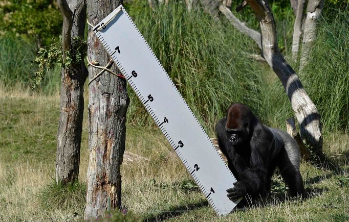 Každoroční měření a vážení zvířat v londýnské Zoo