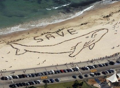Zachraňte velryby!