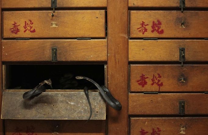 Two snakes are seen inside their compartment in wooden cupboards labelled "Poisonous Snakes", at a snake soup store in Hong Kong January 29, 2013. There are scores of people in Hong Kong who have through generations tamed snakes to make soup out of them, a traditional cuisine believed to be good for the health. Yet the people behind providing fresh snakes for the savoury meal thought to speed up the body's blood flow and keep it strong in the cold winter months may be doomed, with young people increasingly reluctant to take on a job they see as hard and dirty. Picture taken January 29, 2013. REUTERS/Bobby Yip (CHINA - Tags: ANIMALS SOCIETY FOOD TPX IMAGES OF THE DAY) Published: Úno. 7, 2013, 2:02 odp.