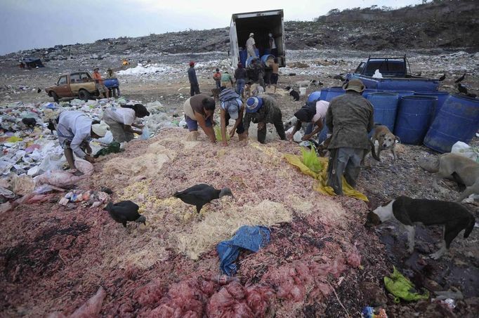 Garbage collectors collect intestines of chickens to eat at municipal dump site in Tegucigalpa