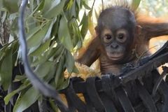 Na Sumatře objevili nový druh orangutana. Na světě jich je jenom osm stovek
