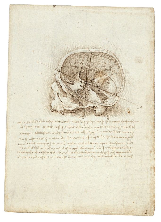 Leonardo da Vinci - Anatomické kresby lebky, hlavy a nervů - lebka zobrazená v řezu, 1489