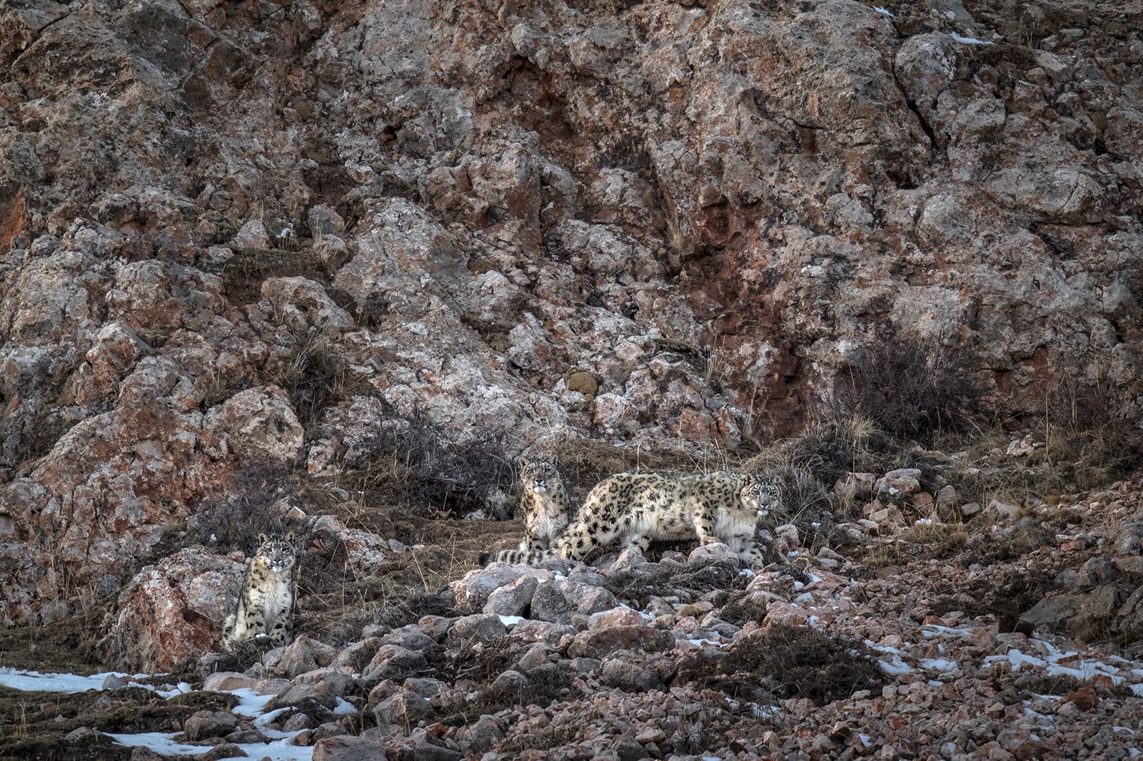 Vincent Munier: sněžný levhart
