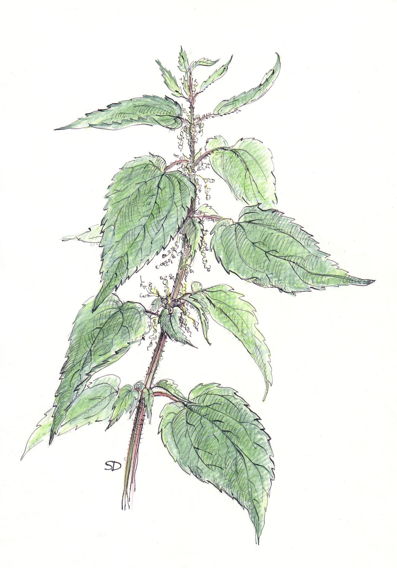 kresby, dr. dudek. bylinky