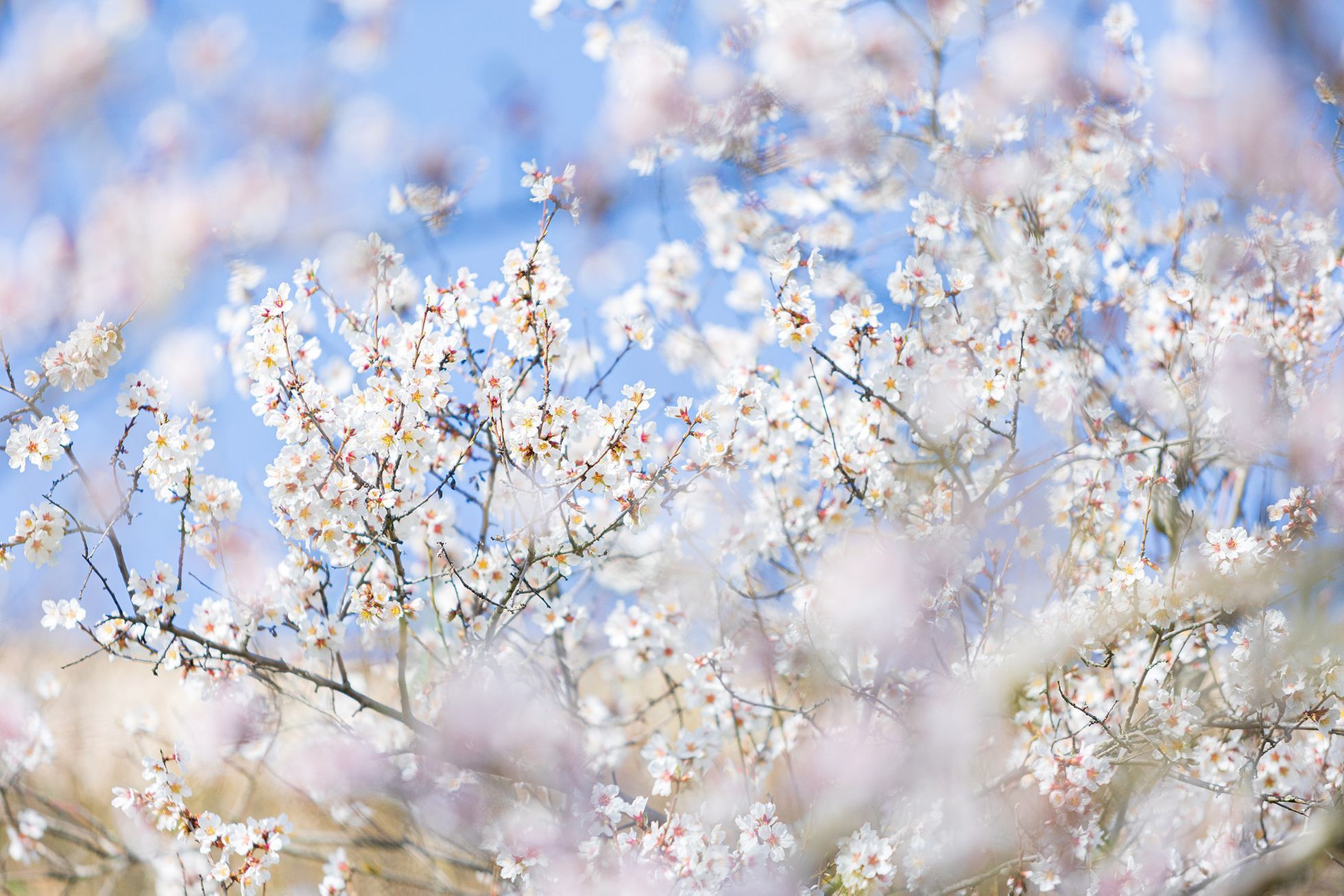 Předčasné jaro v Praze, březen 2024