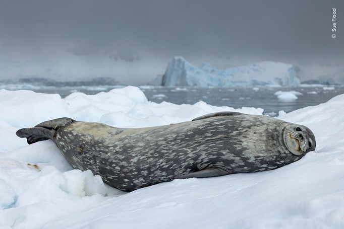 Fotografie ze soutěže Wildlife Photographer of the Year, které se utkají o cenu veřejnosti.