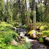 Šumava, Hamerský potok, Vydra