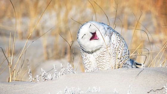 Soutěž Comedy Wildlife Photographer of the Year letos vstoupila už do pátého ročníku. Ještě před uzávěrkou nám poskytla ukázky z toho nejlepšího, co zatím fotografové přihlásili do boje o ceny.