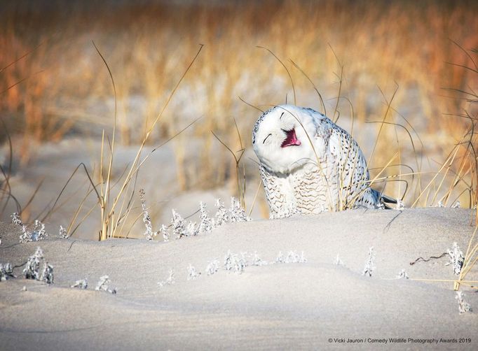 Comedy Wildlife Photography Awards 2019: výběr ze zatím zaslaných fotografií