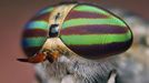 Striped horsefly Striped horsefly. Macro photograph of a female striped horsefly (Tabanus lineola), showing its large compound eyes. Only the female has this distinctive striped pattern on its eyes. This bloodsucking insect mainly feeds on cattle and horses. It pierces the skin using its sharp mouthparts (lower centre). It is a large fly, reaching over two centimetres in length. The wounds inflicted by this fly are long-lasting and painful. Photographed in Tulsa, Oklahoma, USA