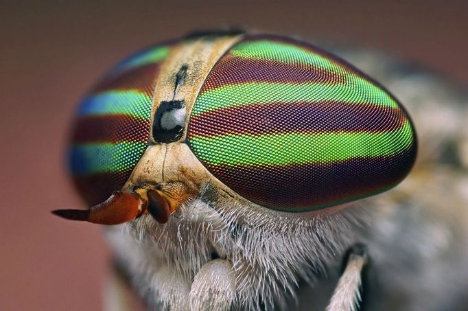 Striped horsefly Striped horsefly. Macro photograph of a female striped horsefly (Tabanus lineola), showing its large compound eyes. Only the female has this distinctive striped pattern on its eyes. This bloodsucking insect mainly feeds on cattle and horses. It pierces the skin using its sharp mouthparts (lower centre). It is a large fly, reaching over two centimetres in length. The wounds inflicted by this fly are long-lasting and painful. Photographed in Tulsa, Oklahoma, USA