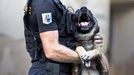 Policie dopadla recidivistu, který na Bruntálsku vykradl několik aut. Hlavní roli sehrál německý ovčák Ragnar. Ten psovody dovedl ke zloději, který se schovával v křoví.