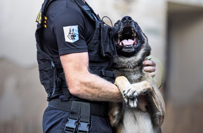 Policie dopadla recidivistu, který na Bruntálsku vykradl několik aut. Hlavní roli sehrál německý ovčák Ragnar. Ten psovody dovedl ke zloději, který se schovával v křoví.