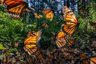 Jaime Rojo: Exploze motýlů monarchů, Mexiko, 2022.  Vítěz v kategorii Lesy.