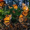 Vítězné snímky ze soutěže Environmental Photography Award 2024