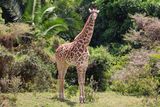 Ohrožená žirafa masajská v parku Arusha v Tanzanii. Po náročném výstupu na sopku Meru jsme byli odměněni na jejím úpatí i výhledem na tuto krasavici.