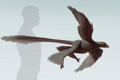Vědci objevili nový druh čtyřkřídlého létajícího dinosaura