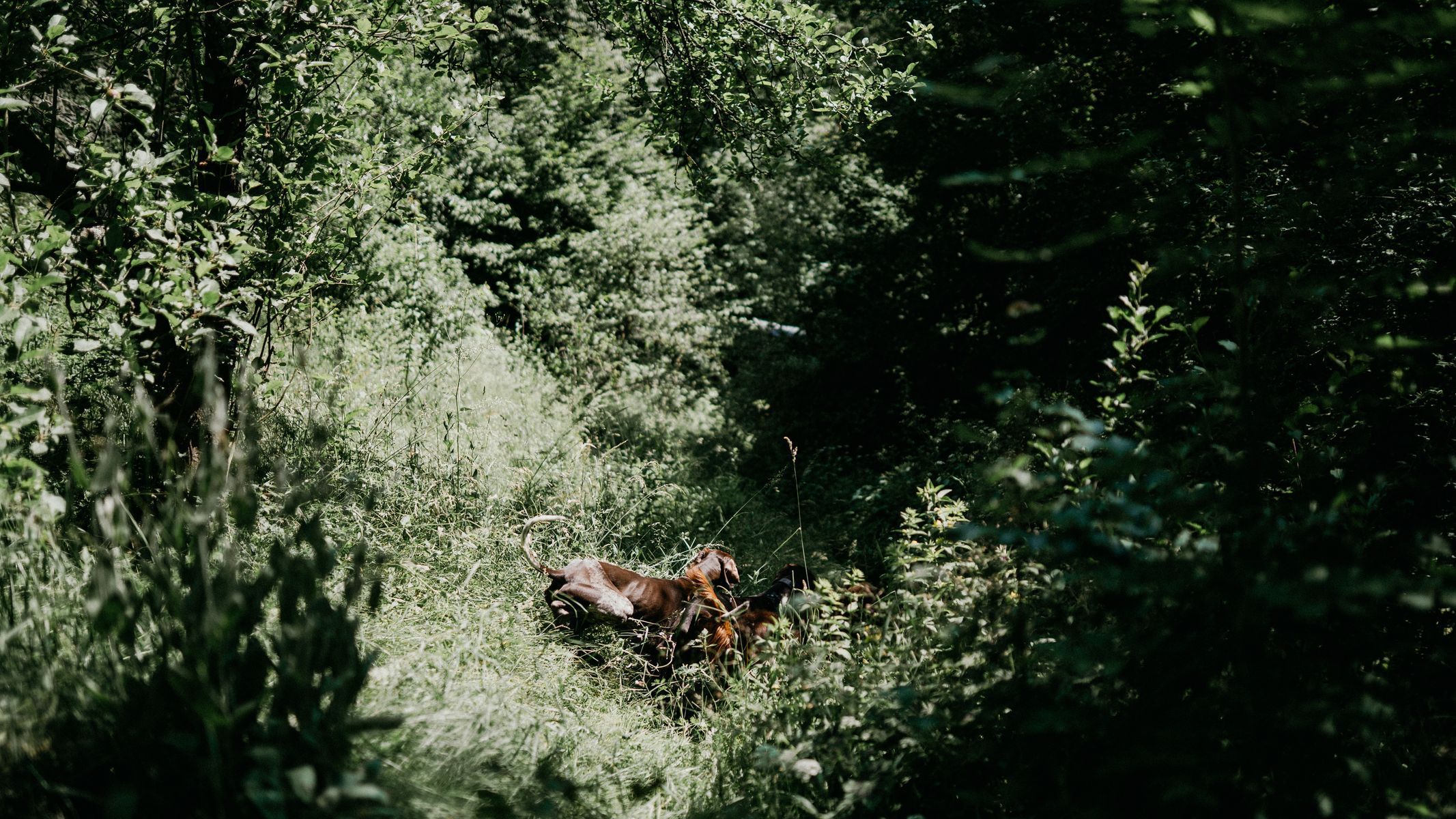 holka od berounky chata glamping